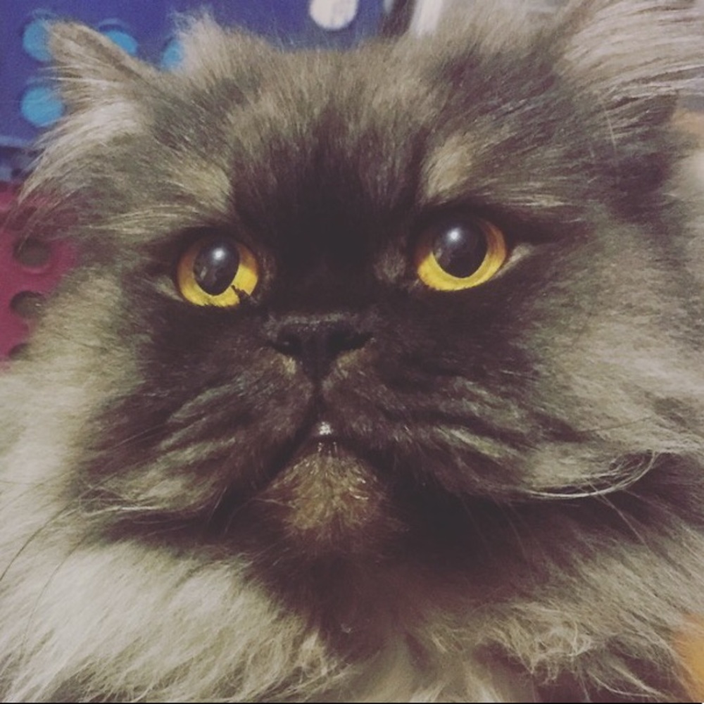 Meet your Posher, Duchess